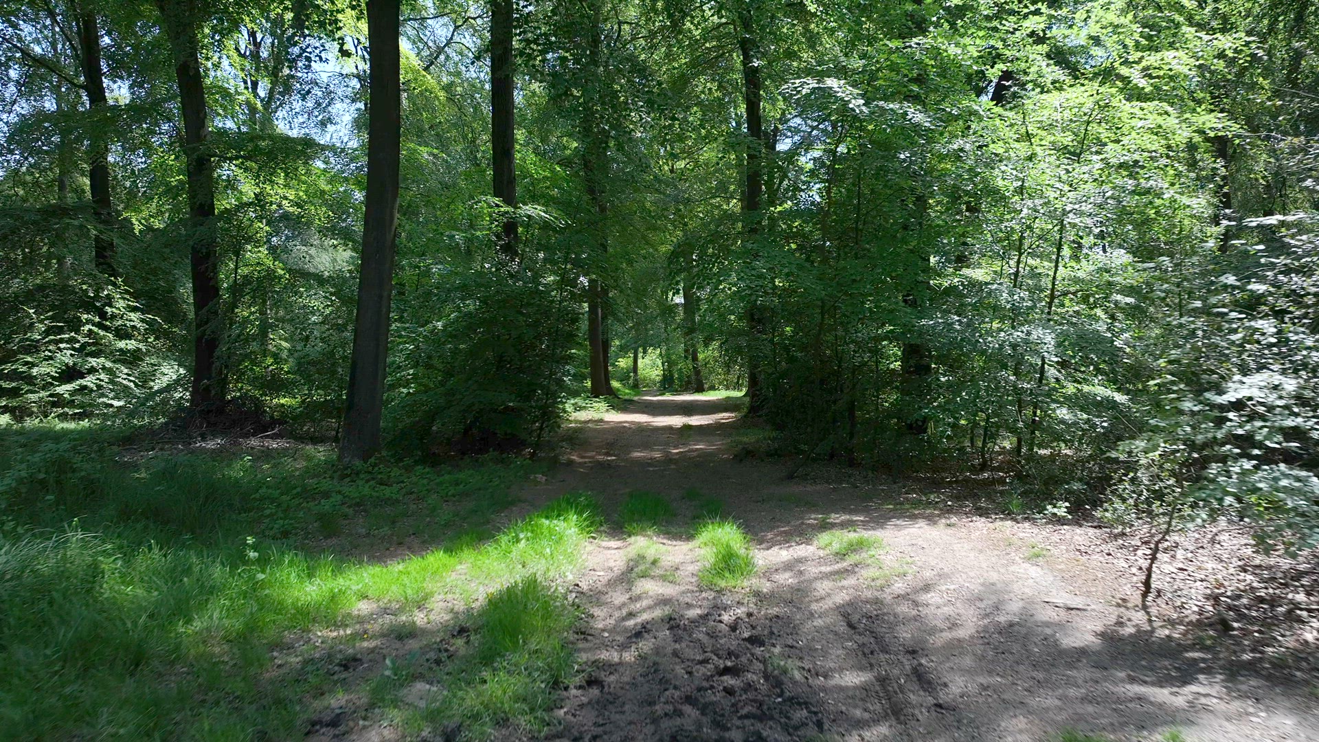 View Looking Through English Woodland and Forest