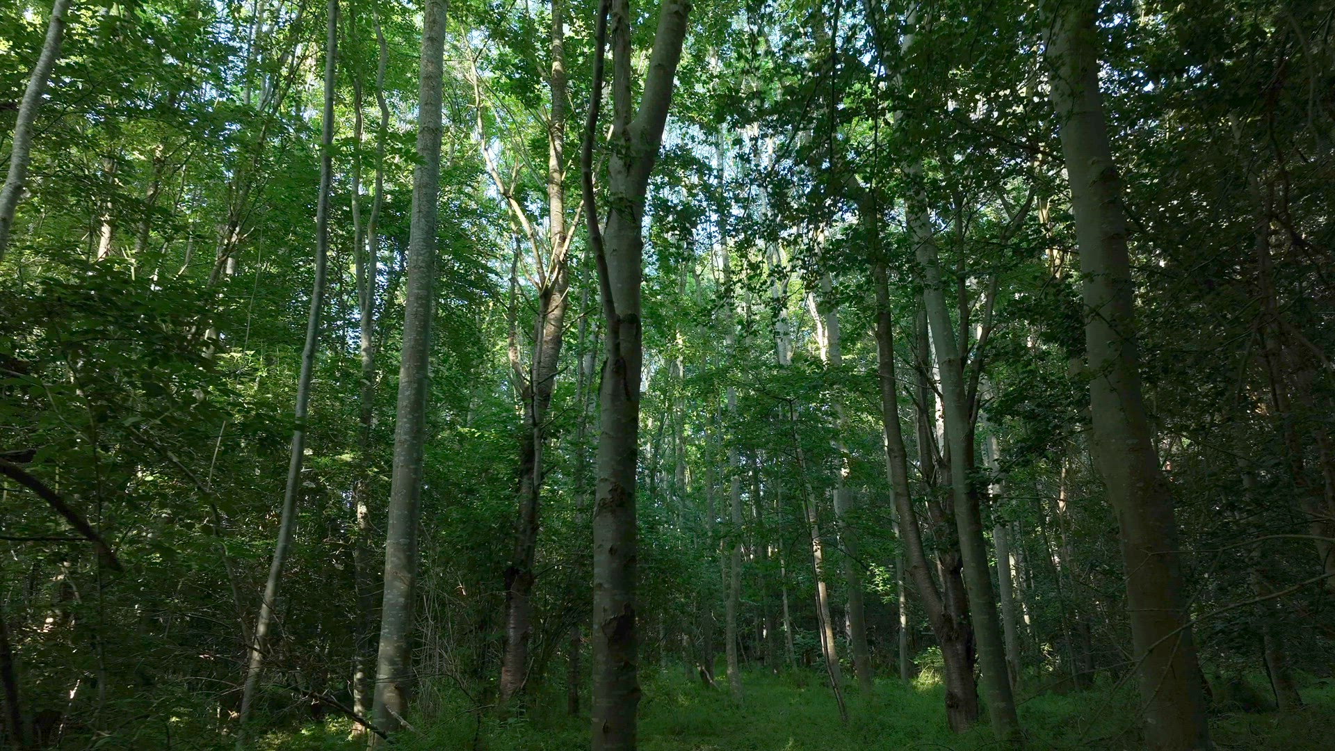View Looking Through English Woodland and Forest