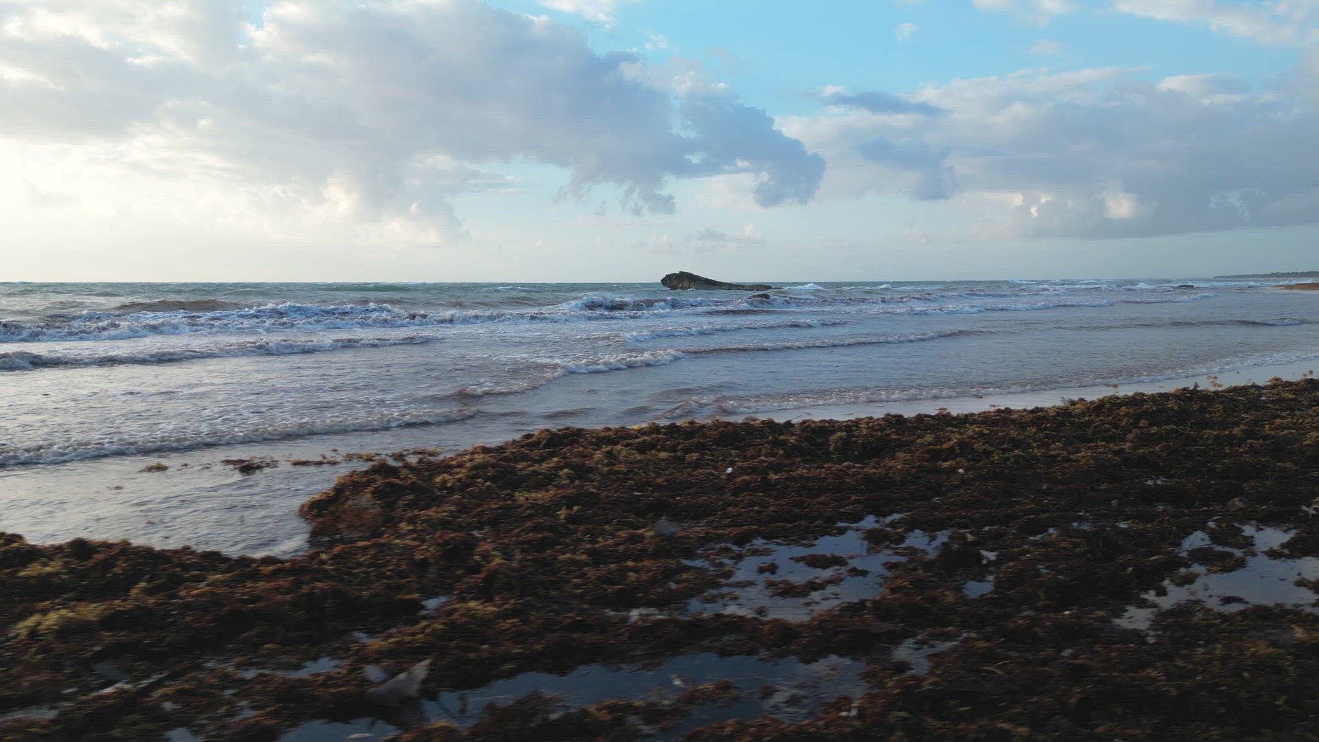 Sargassum Seaweed Crisis with Beaches in Mexico Battling Gulfweed Invasion