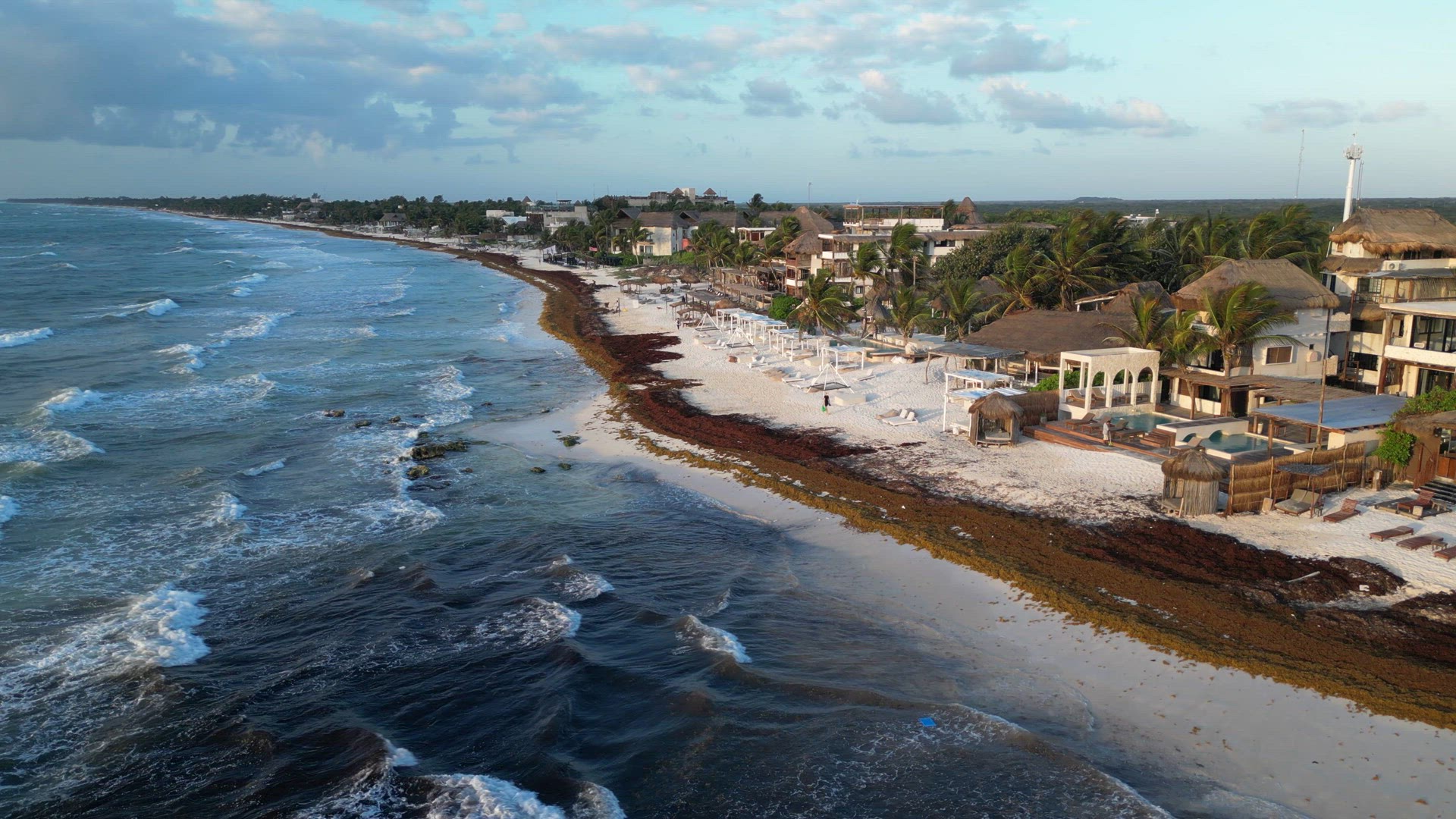 Sargassum Seaweed Known as Gulfweed Covers Beautiful Beaches Aerial View
