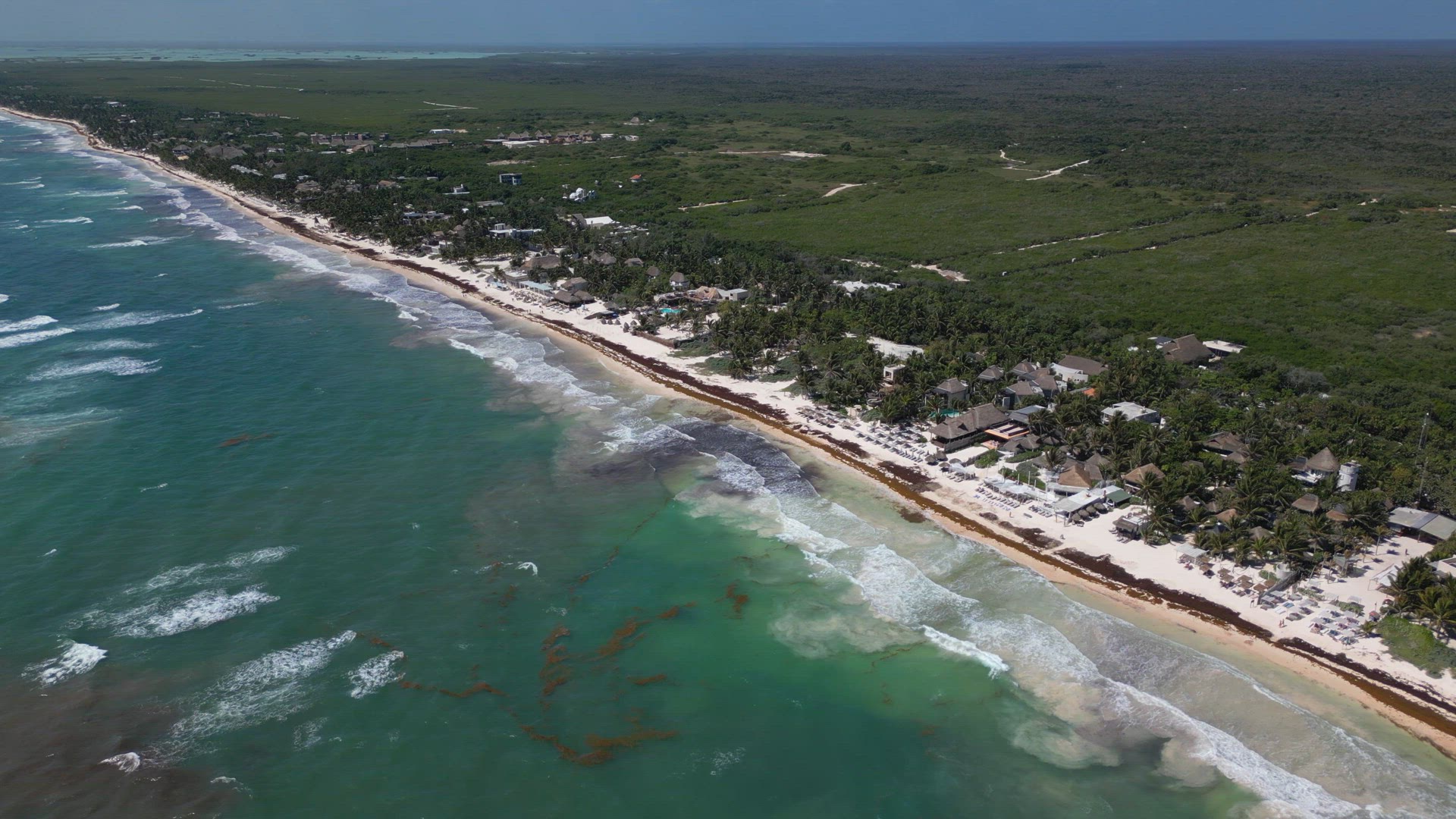 Aerial View of Mexican Beach Covered in Sargassum Gulfweed Seaweed