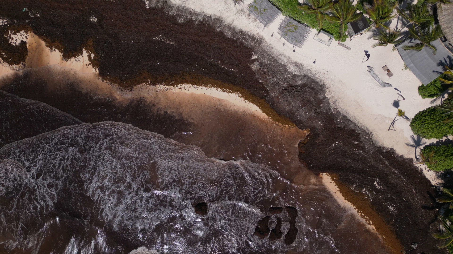 Mexican Beach Resorts Tackling Sargassum Gulfweed on the Beaches