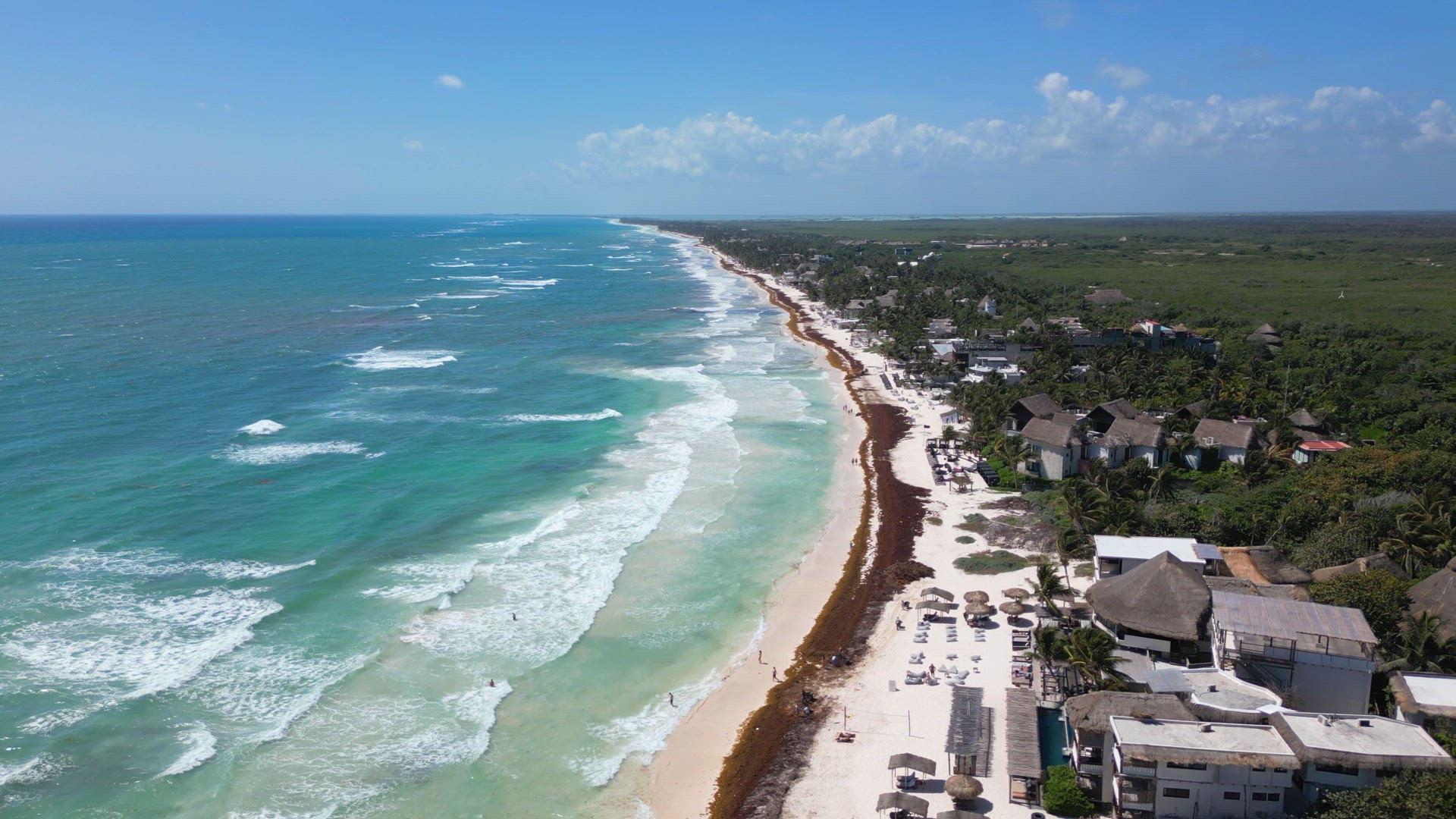 Sargassum Seaweed Known as Gulfweed Covers Beautiful Beaches Aerial View