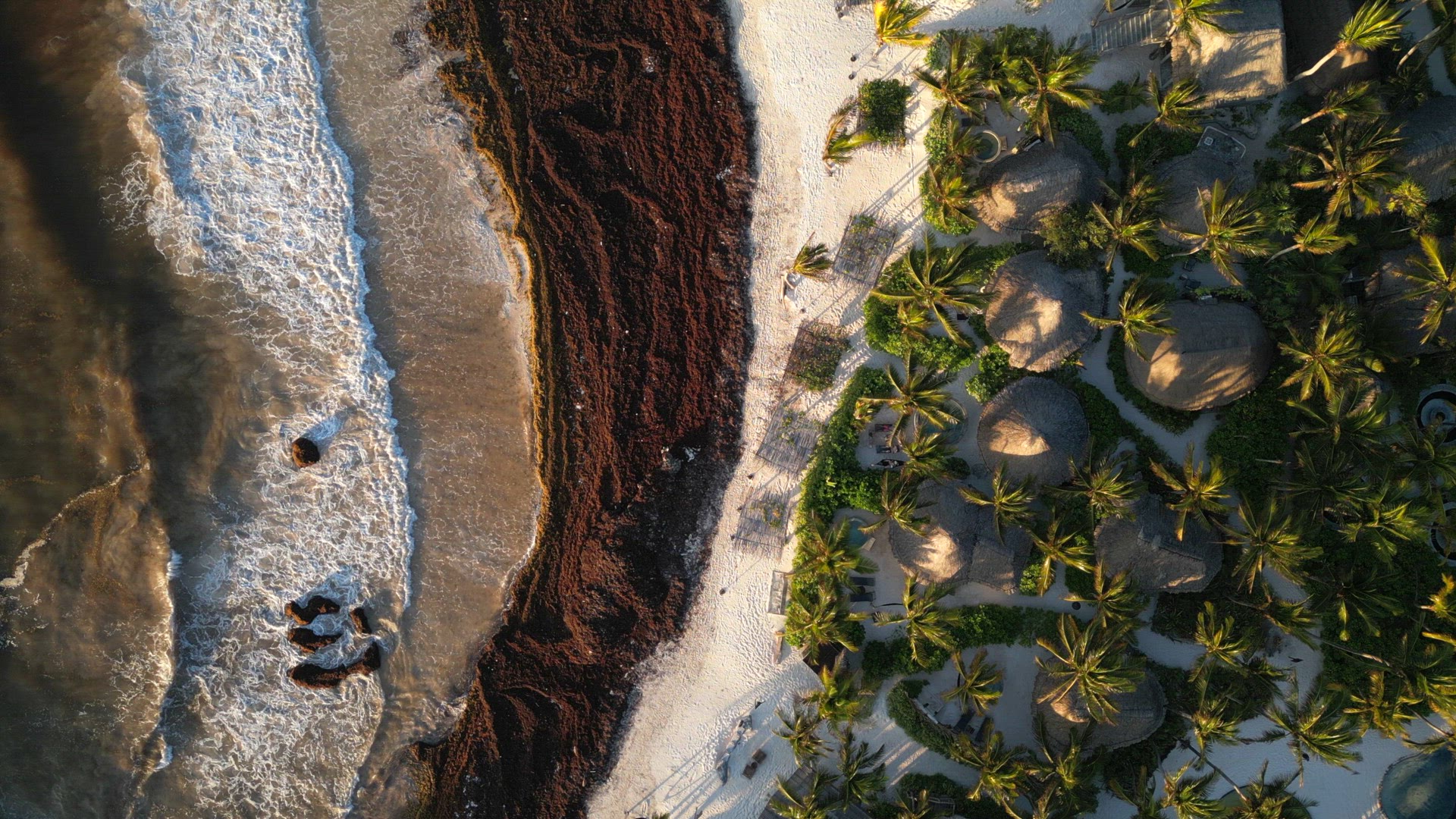 Mexican Beach Resorts Tackling Sargassum Gulfweed on the Beaches