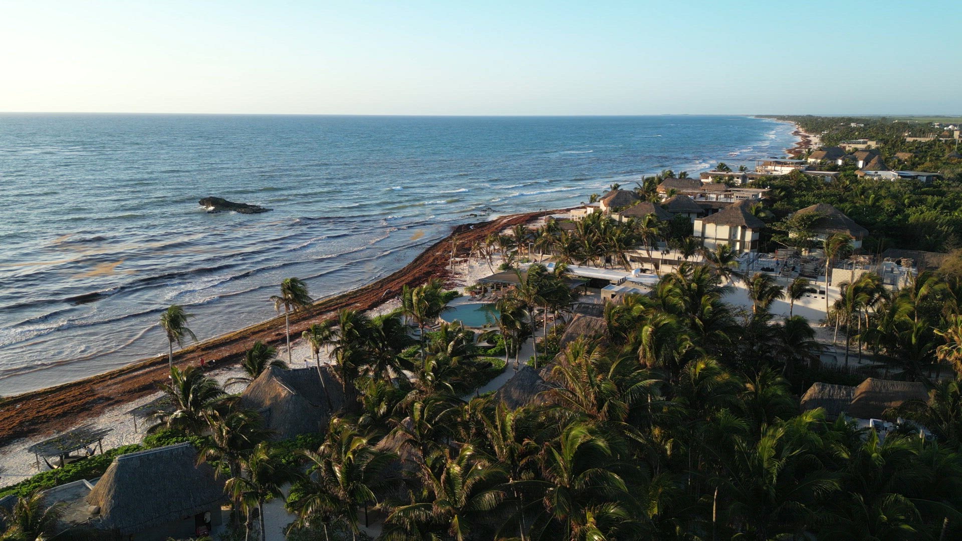 Caribbean Beaches Covered in Sargassum Seaweed Aerial View