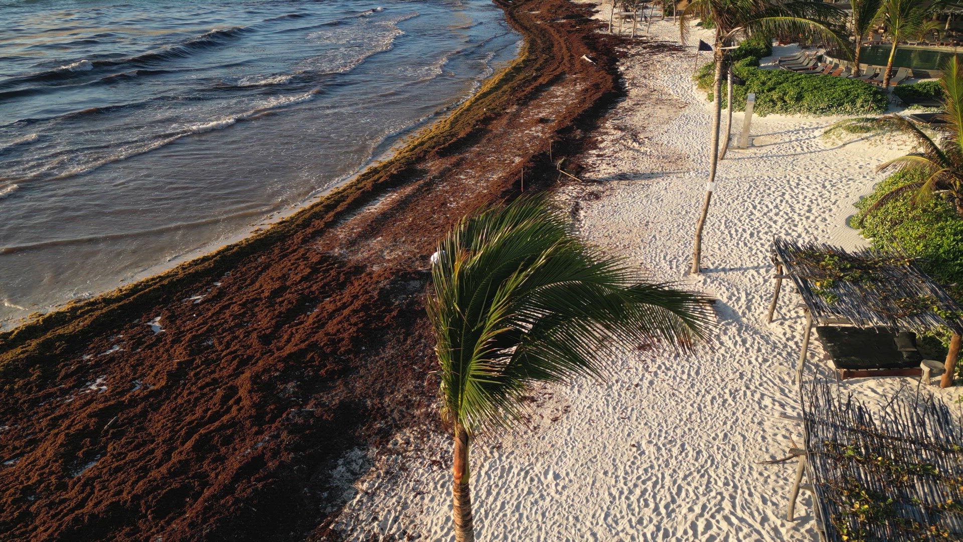 Mexican Beach Resorts Tackling Sargassum Gulfweed on the Beaches
