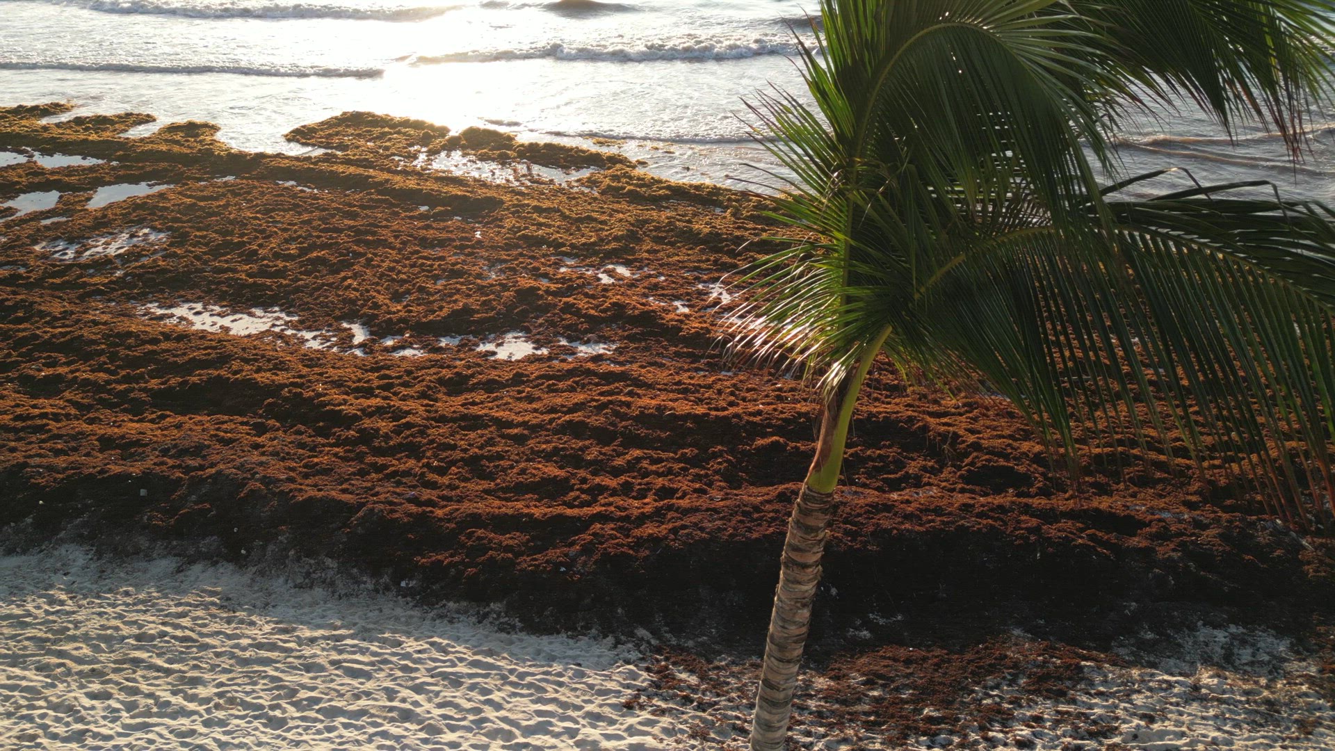 Aerial View of Mexican Beach Covered in Sargassum Gulfweed Seaweed