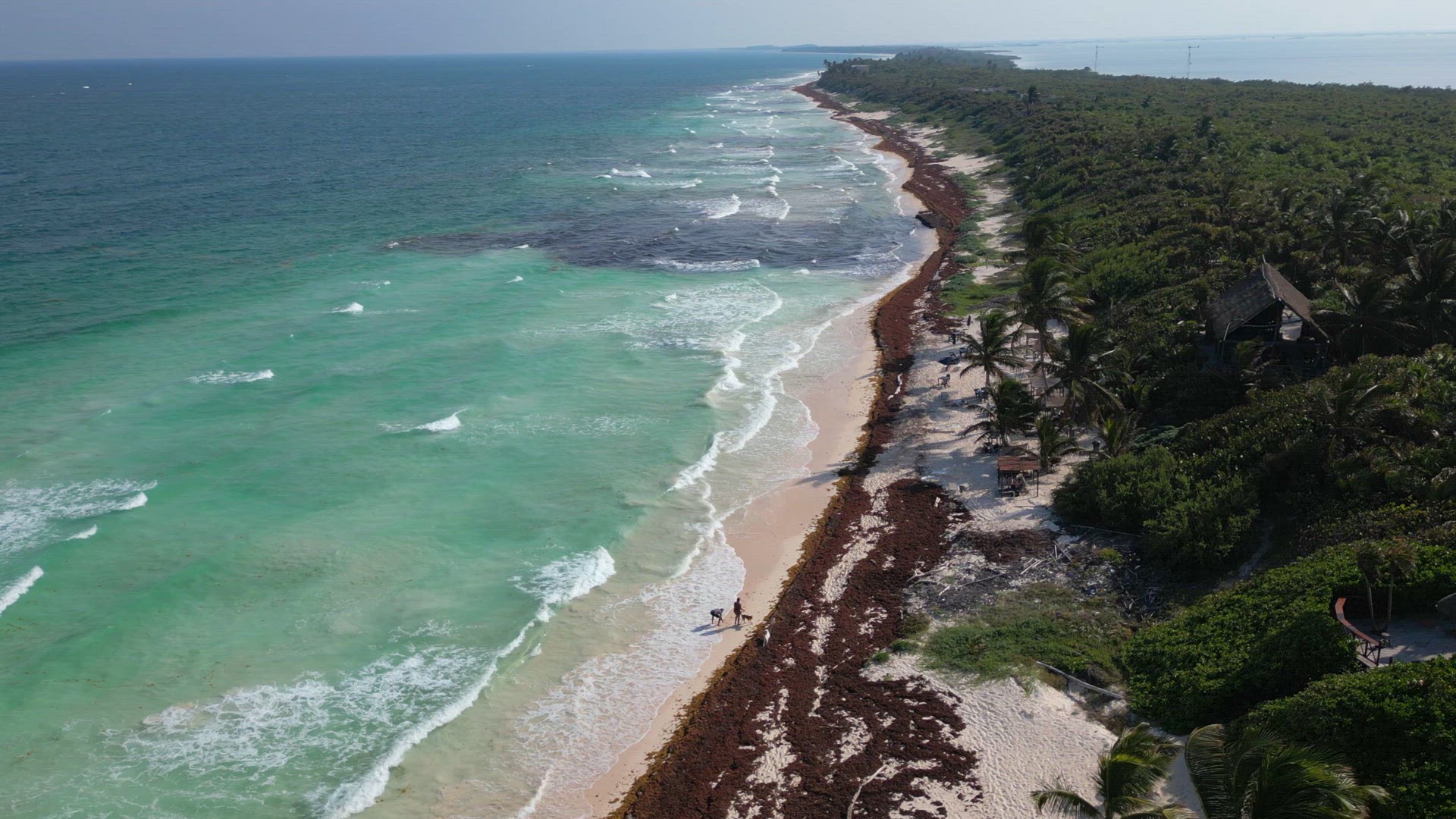 Aerial View of Mexican Beach Covered in Sargassum Gulfweed Seaweed