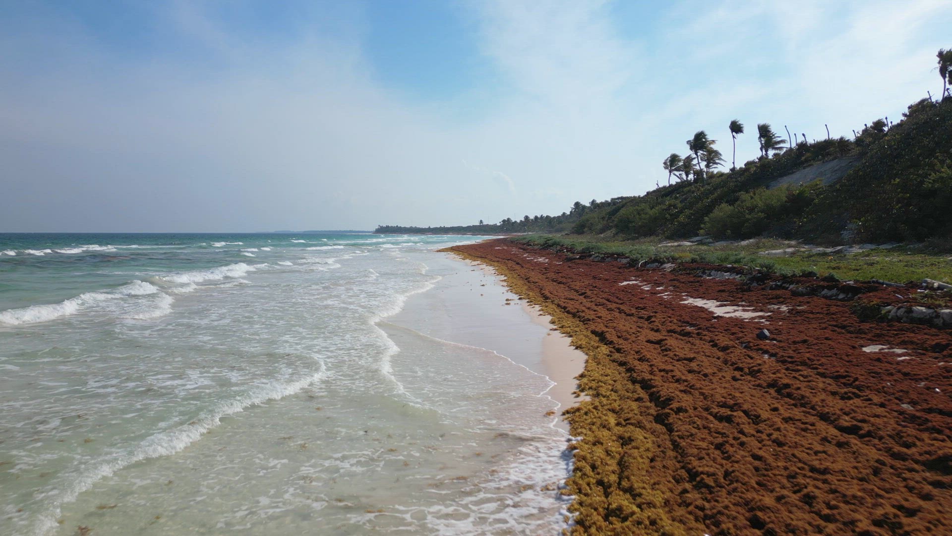 Mexican Beach Resorts Tackling Sargassum Gulfweed on the Beaches