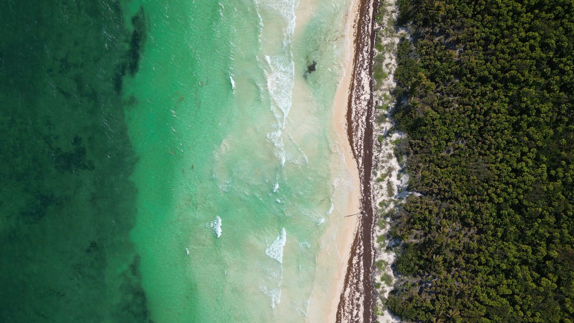 Sargassum Seaweed Known as Gulfweed Covers Beautiful Beaches Aerial View
