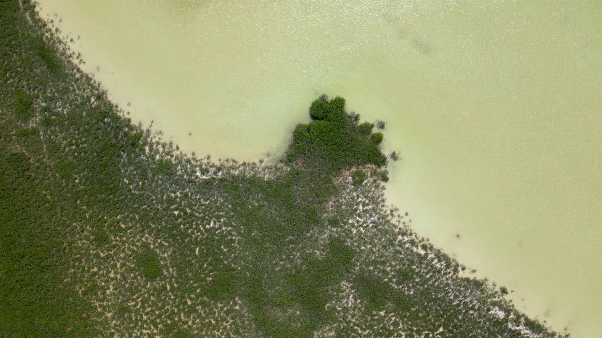 The Mangroves of Tulum National Park Aerial View