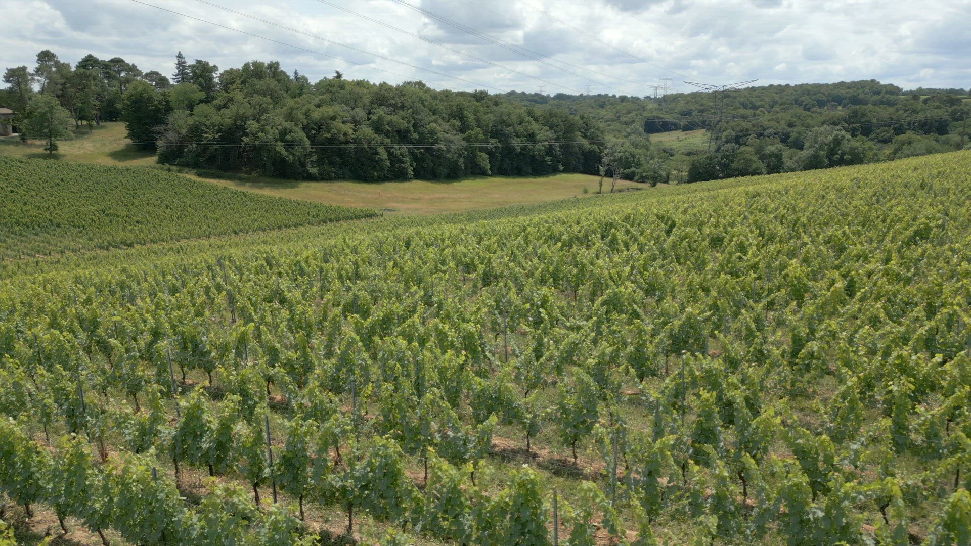 Bordeaux Vineyard in the Summer Aerial View
