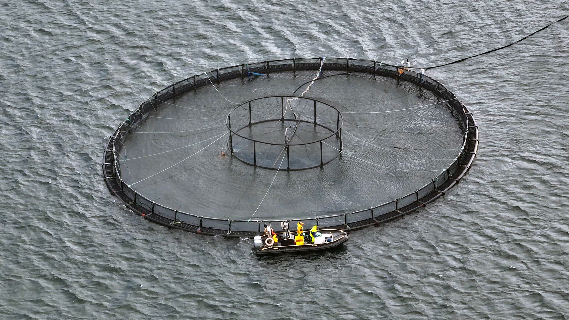 Sea Farm Aquaculture Nets in the Ocean Used for Intensive Fish Farming