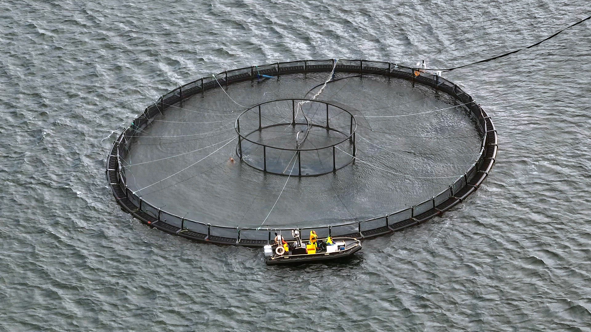 Sea Farm Aquaculture Nets in the Ocean Used for Intensive Fish Farming