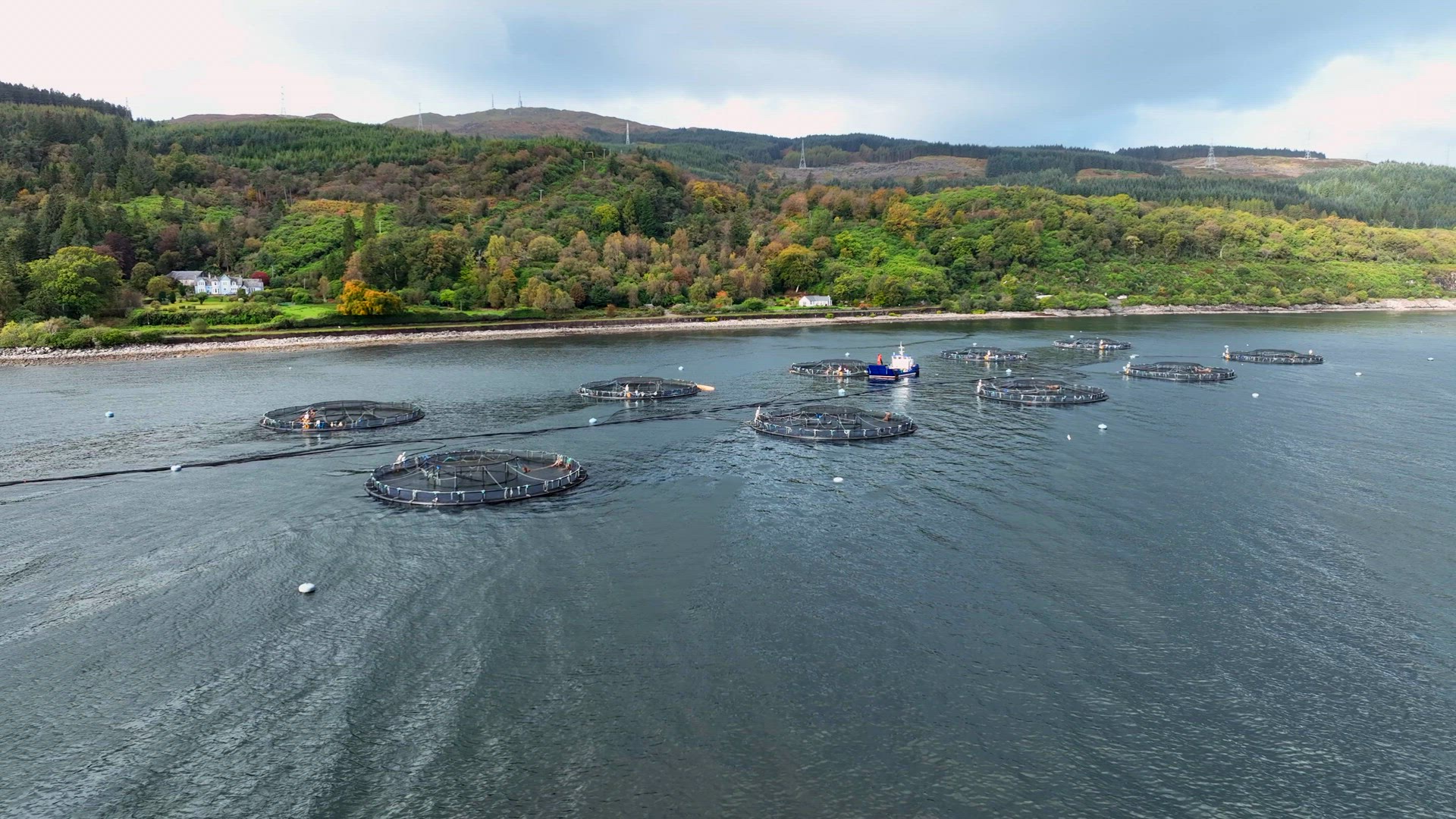Sea Farm Aquaculture Nets in the Ocean Used for Intensive Fish Farming
