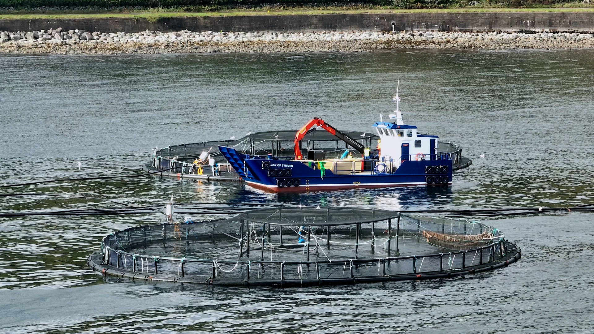 Fish Being Caught from an Aquaculture Sea Farm for the Food Market