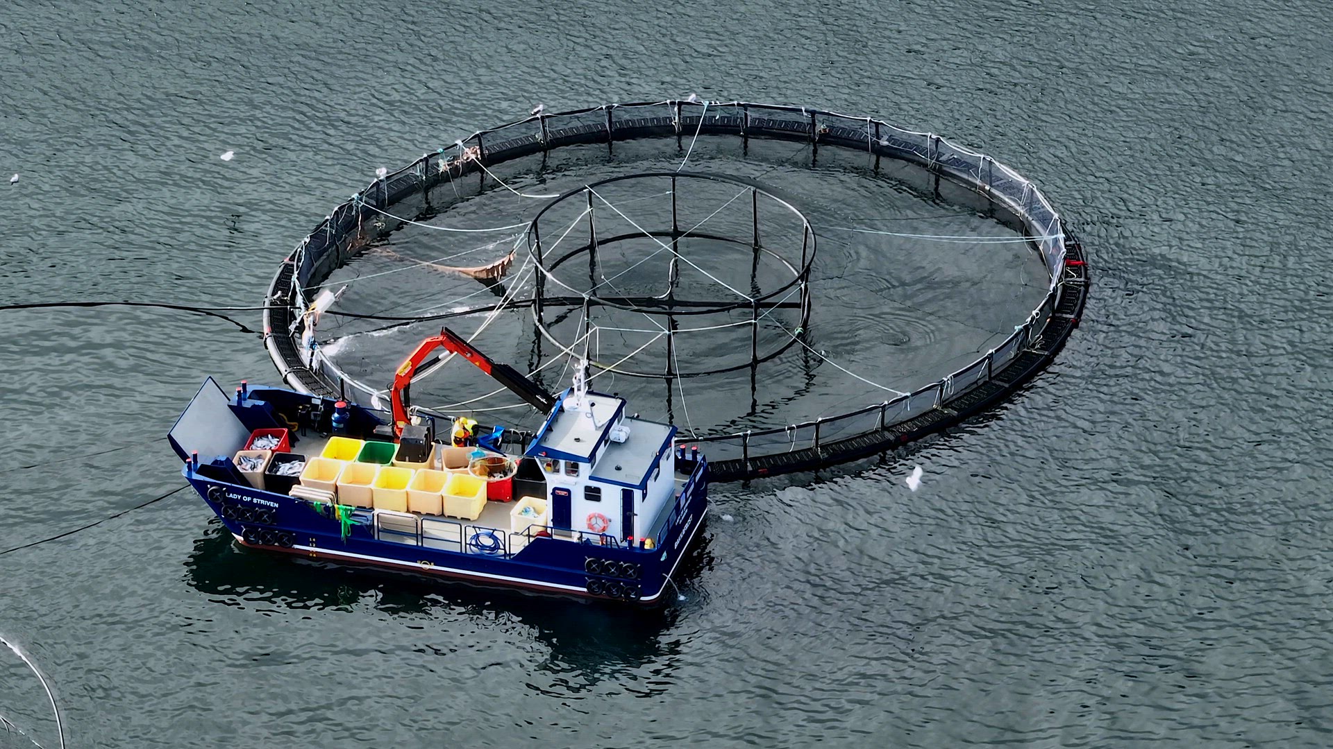 Workers on a Boat Catching Fish from an Intensive Aquaculture Sea Farm