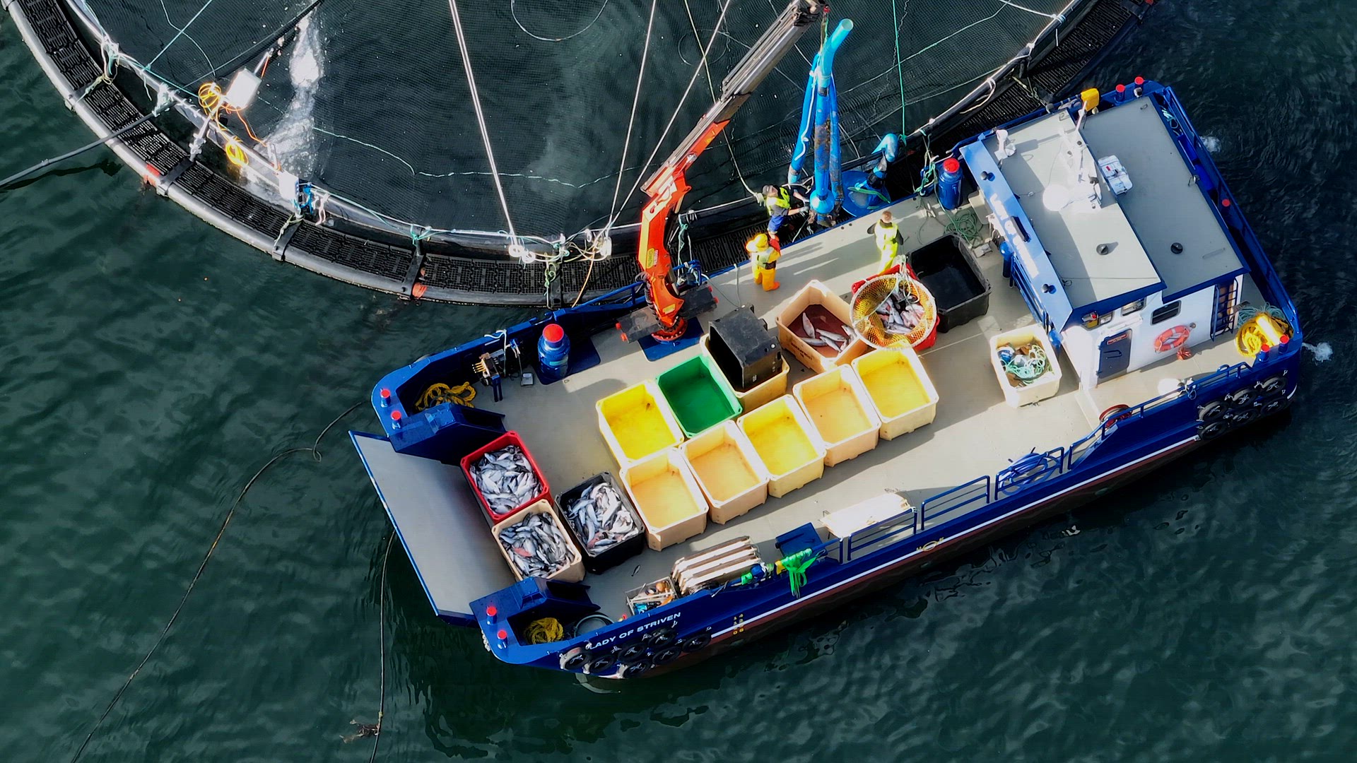 Fish Being Caught from an Aquaculture Sea Farm for the Food Market