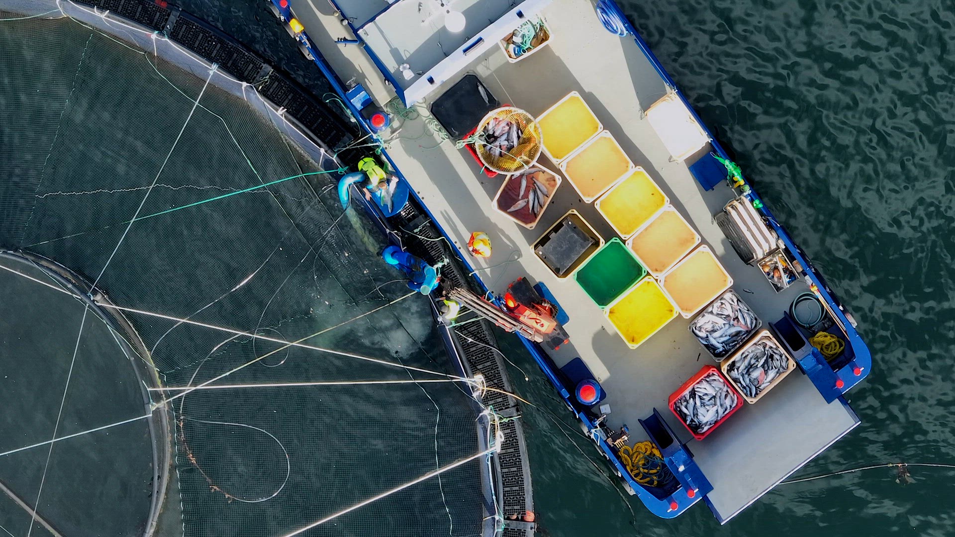 Workers on a Boat Catching Fish from an Intensive Aquaculture Sea Farm