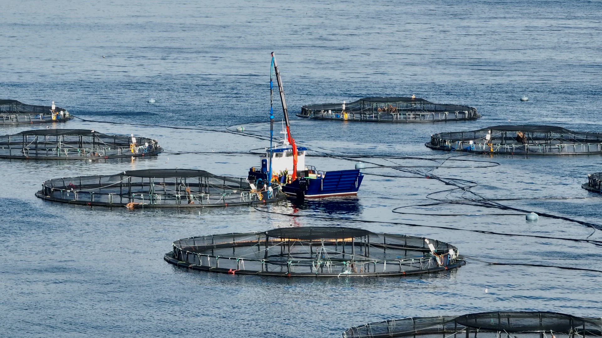 Fish Being Caught from an Aquaculture Sea Farm for the Food Market