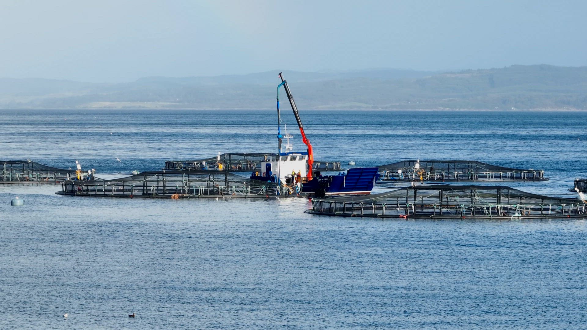 Workers on a Boat Catching Fish from an Aquaculture Sea Farm For Market