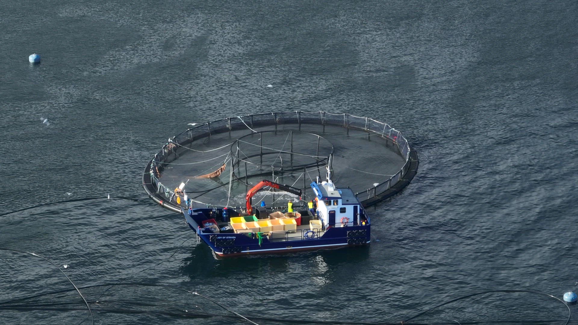 Fish Being Caught from an Aquaculture Sea Farm for the Food Market