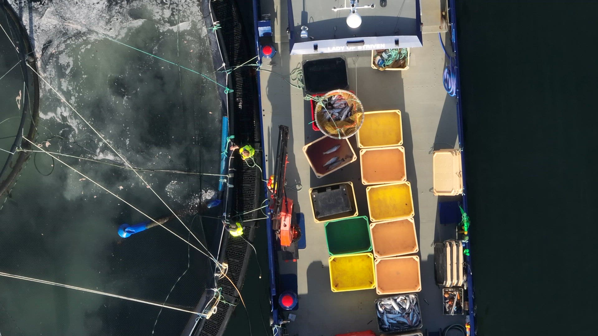 Workers Catching Fish from an Aquaculture Sea Farm For Food