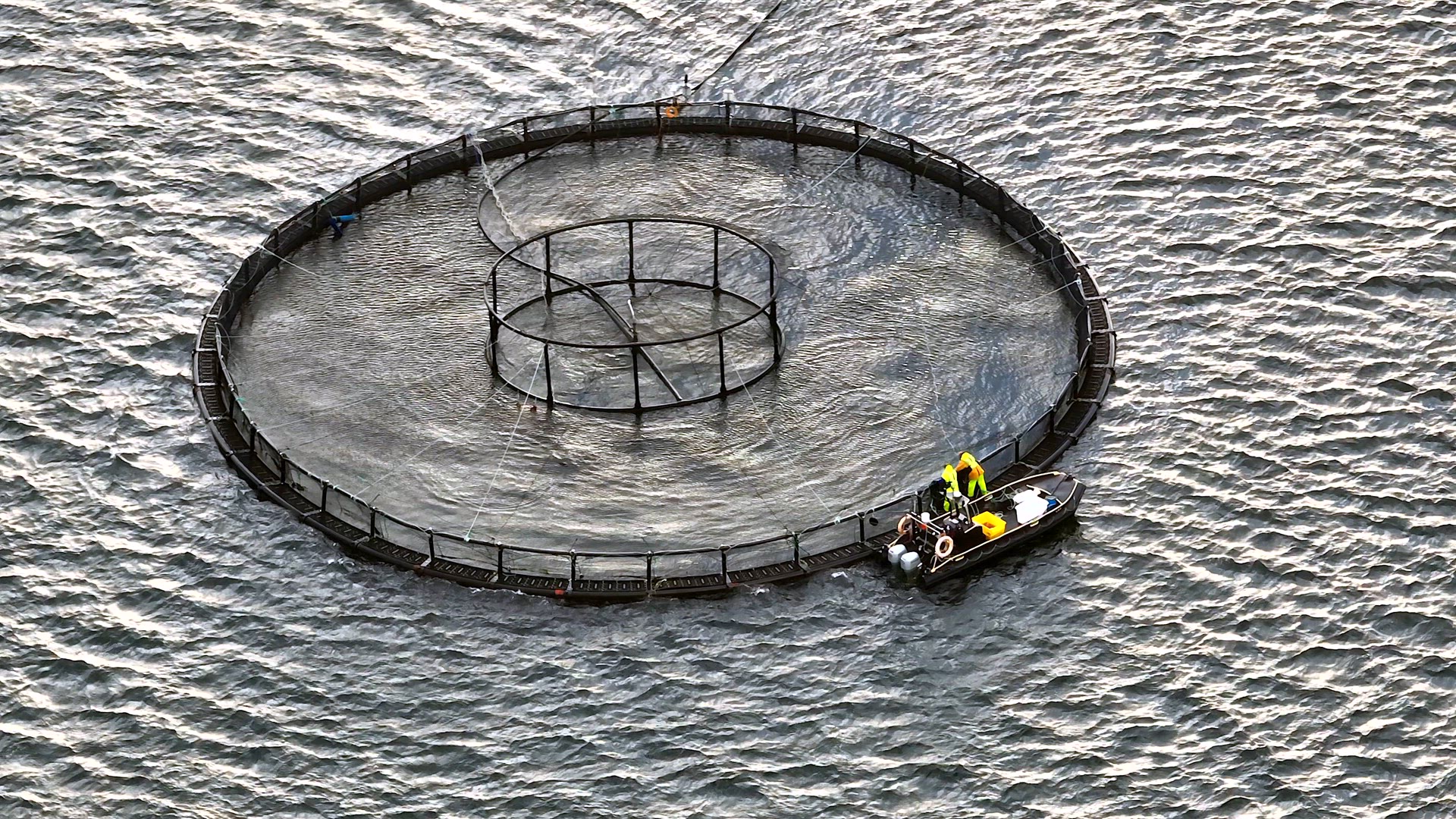 Sea Farm Aquaculture Nets in the Ocean Used for Intensive Fish Farming
