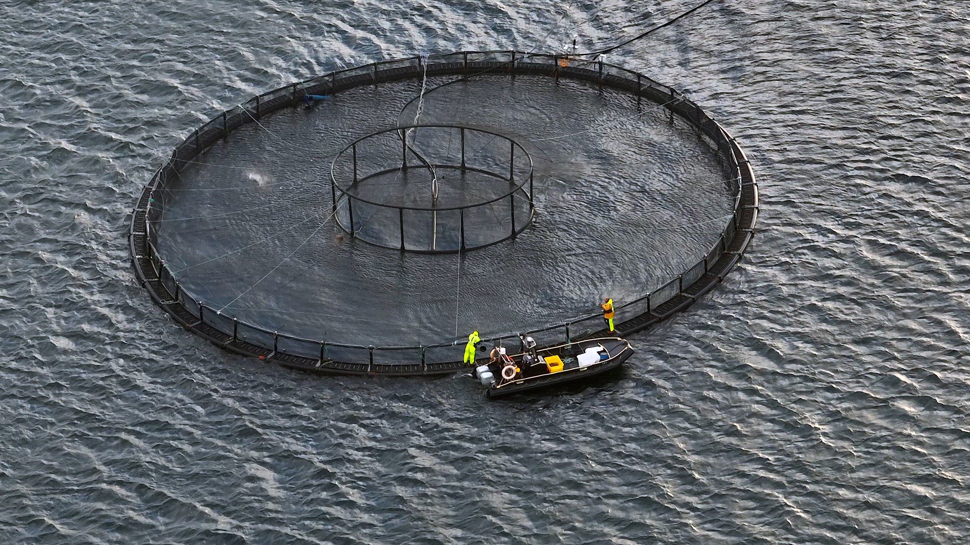 Sea Farm Aquaculture Nets in the Ocean Used for Intensive Fish Farming