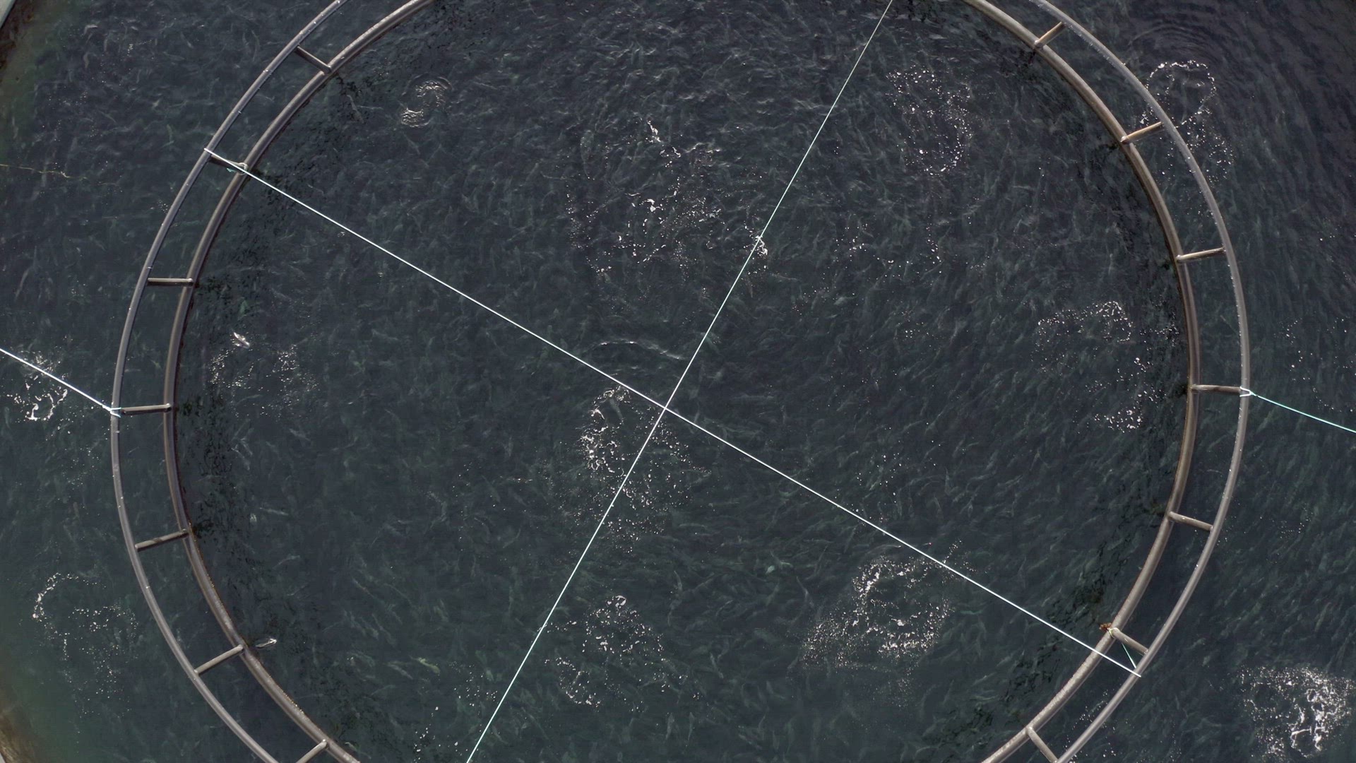 Bird's Eye View of an Aquaculture Fish Farm