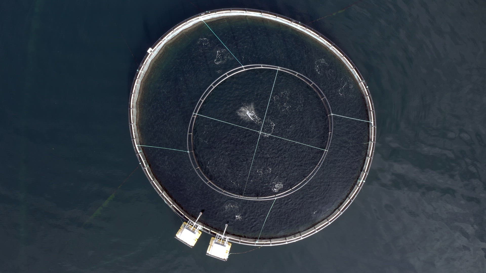 Bird's Eye View of an Cod and Pollock Aquaculture Fish Farm