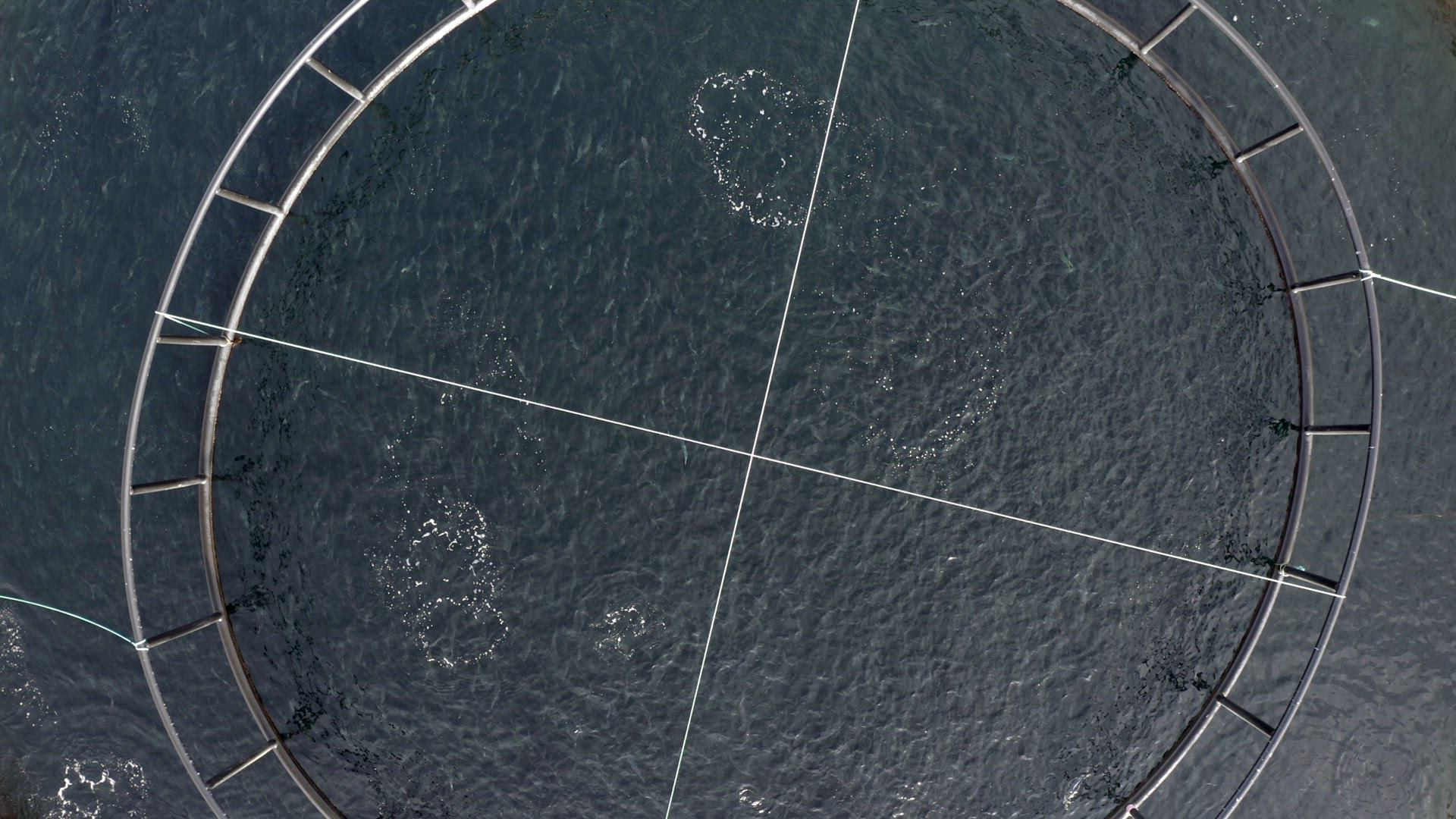 Bird's Eye View of an Aquaculture Fish Farm