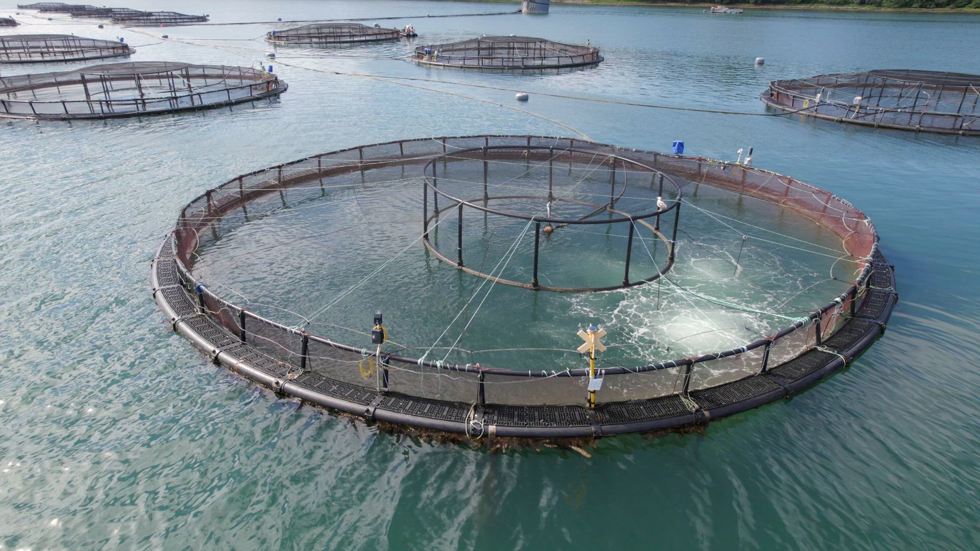 A Fish Farm in Scotland Providing Mariculture for Food Markets