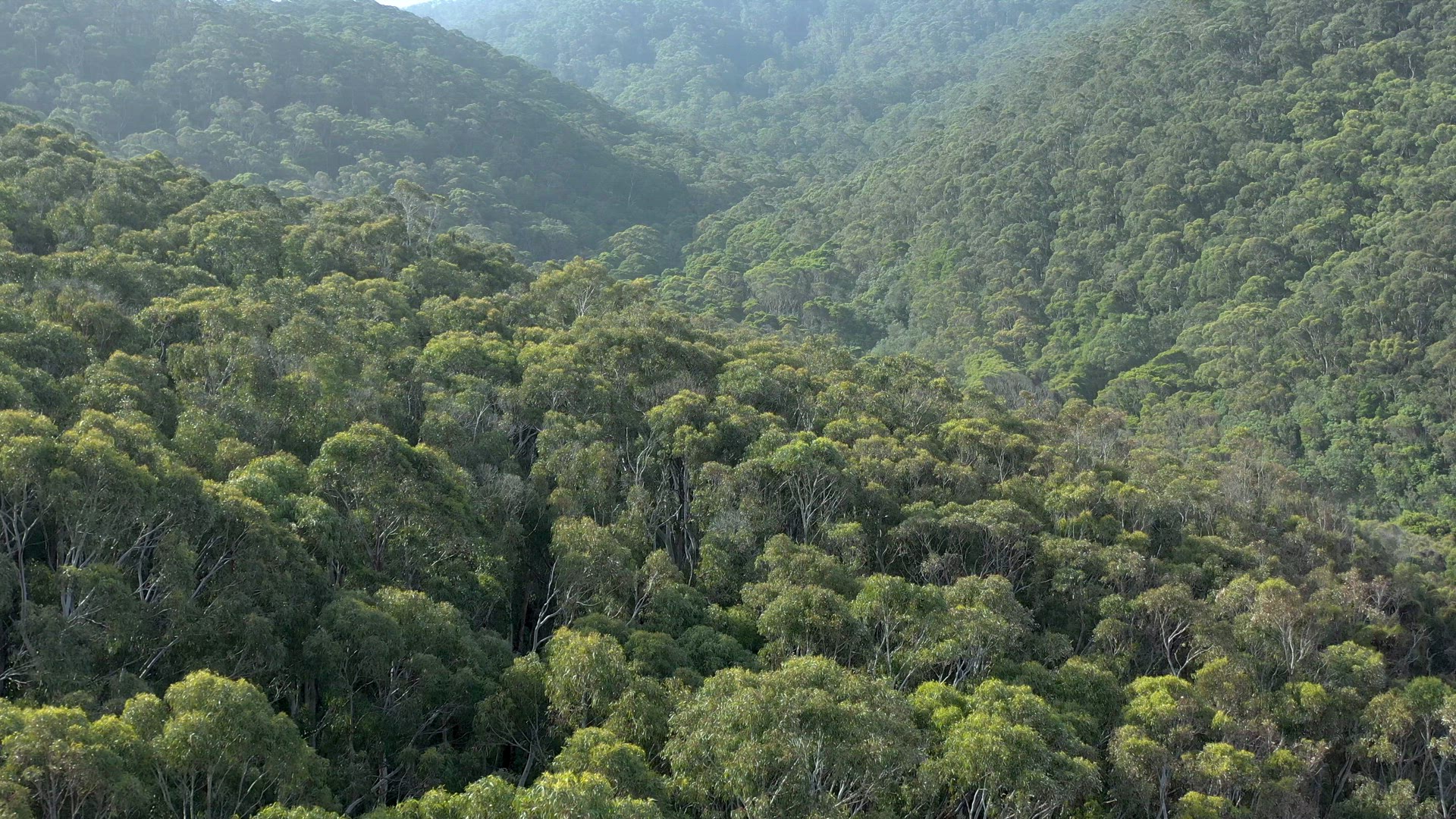 Flyover of the Australian Forests on the South Coast
