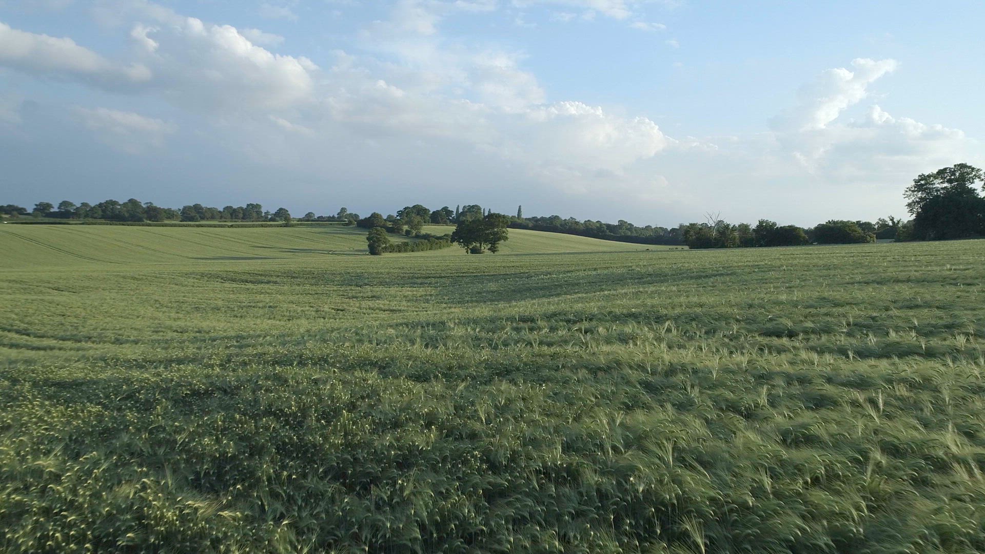 Field of Young Green Barley in the Summer