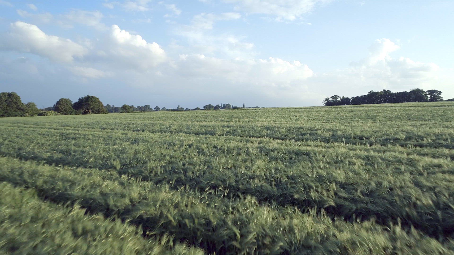 Field of Young Green Barley in the Summer