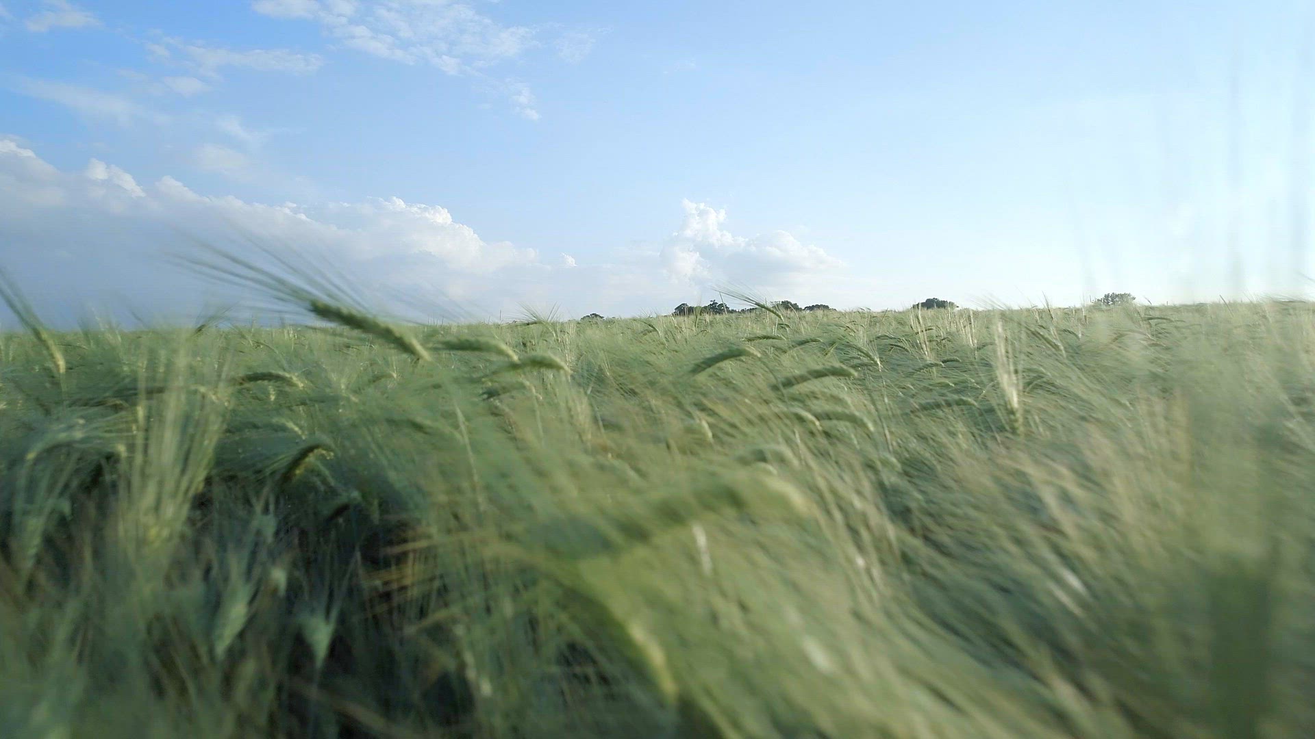 Farm Field of Young Green Barley in the Summer