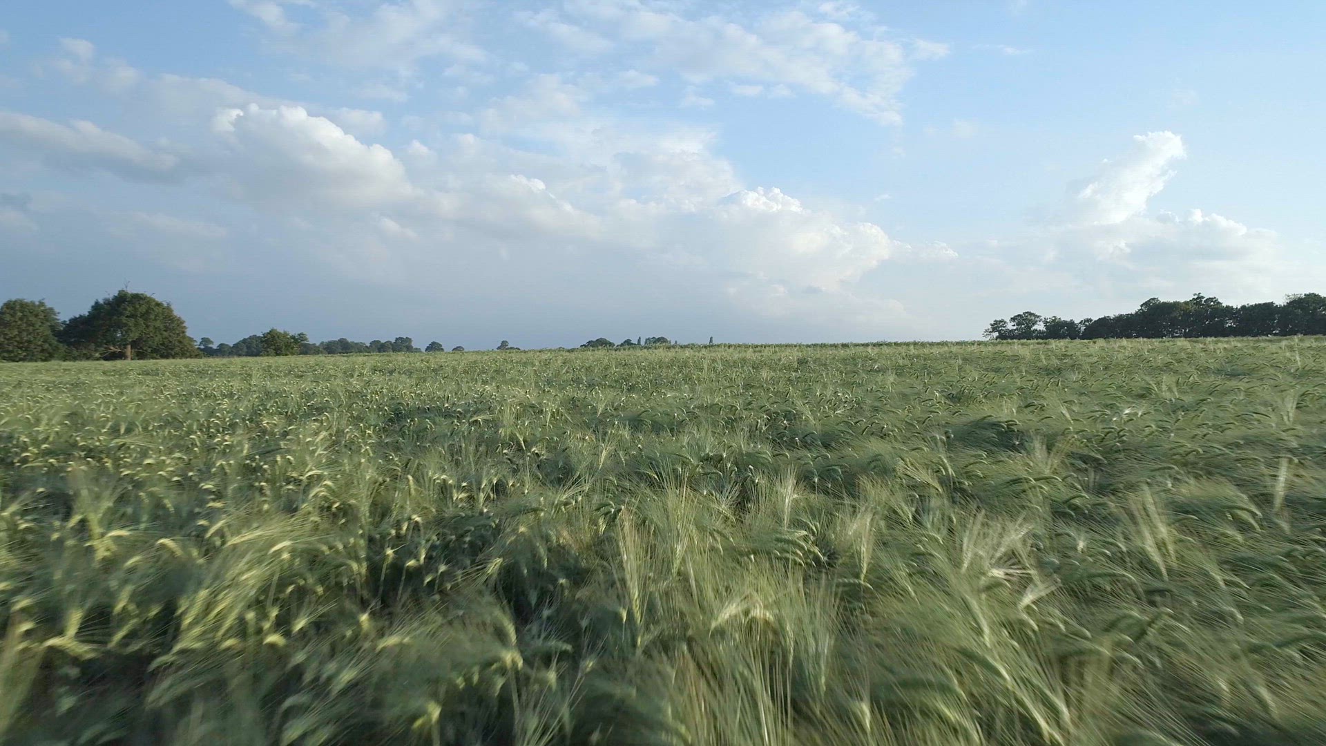 Large Farm Field of Young Green Barley in the Summer