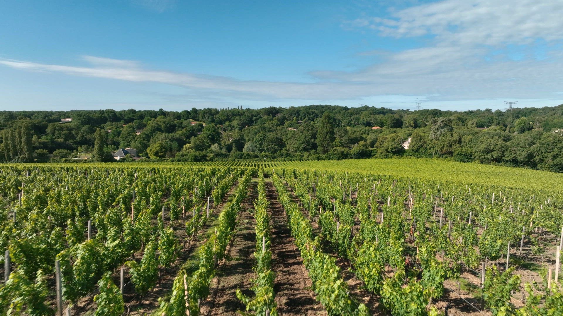 Vineyard in the Bordeaux Wine Region in France