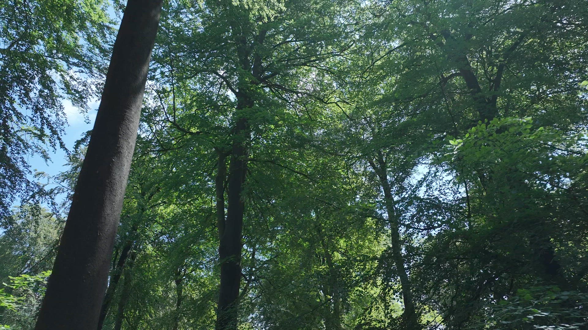 View Looking Through English Woodland and Forest