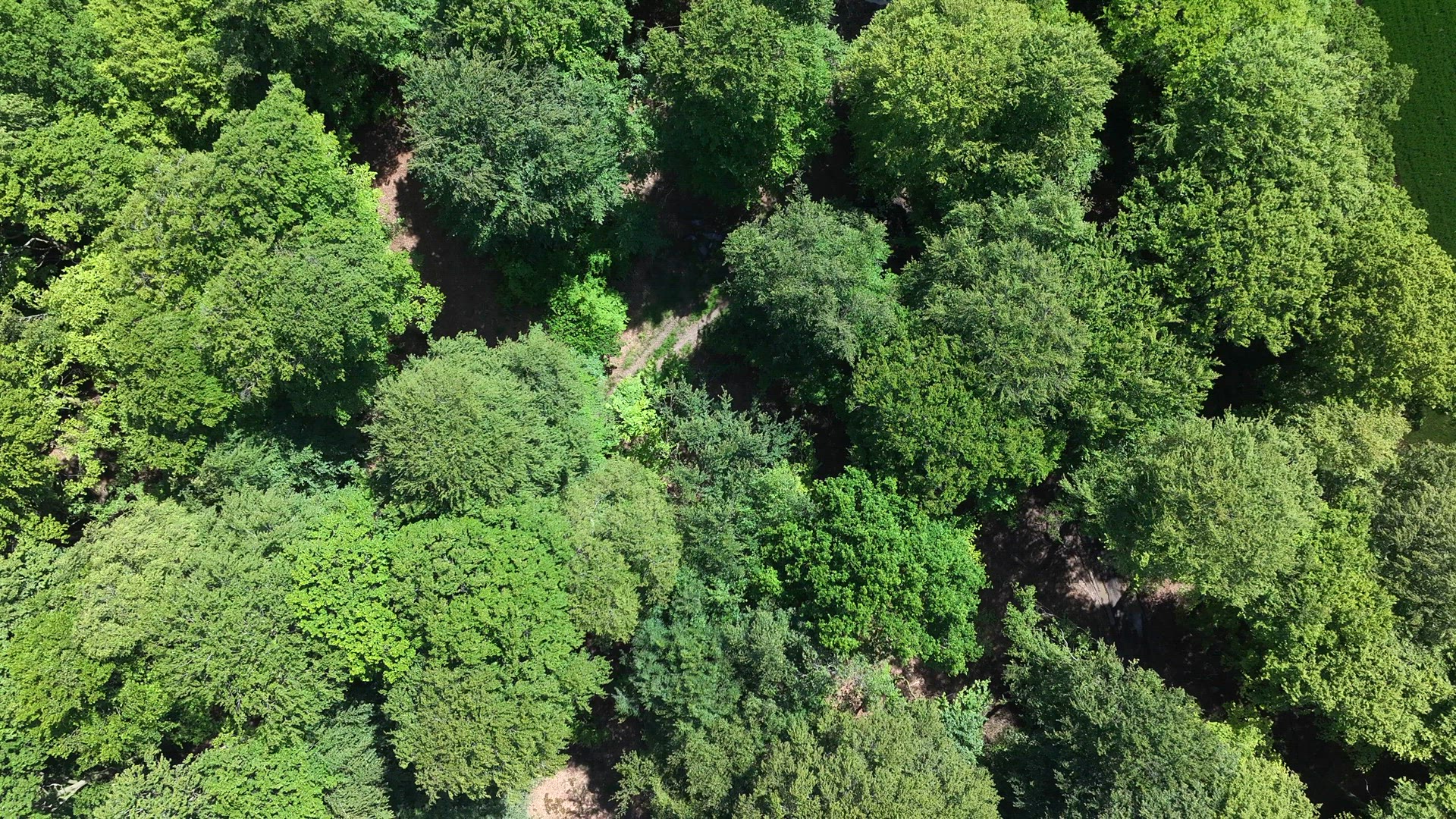 Forest and Woodland in the UK From an Aerial View