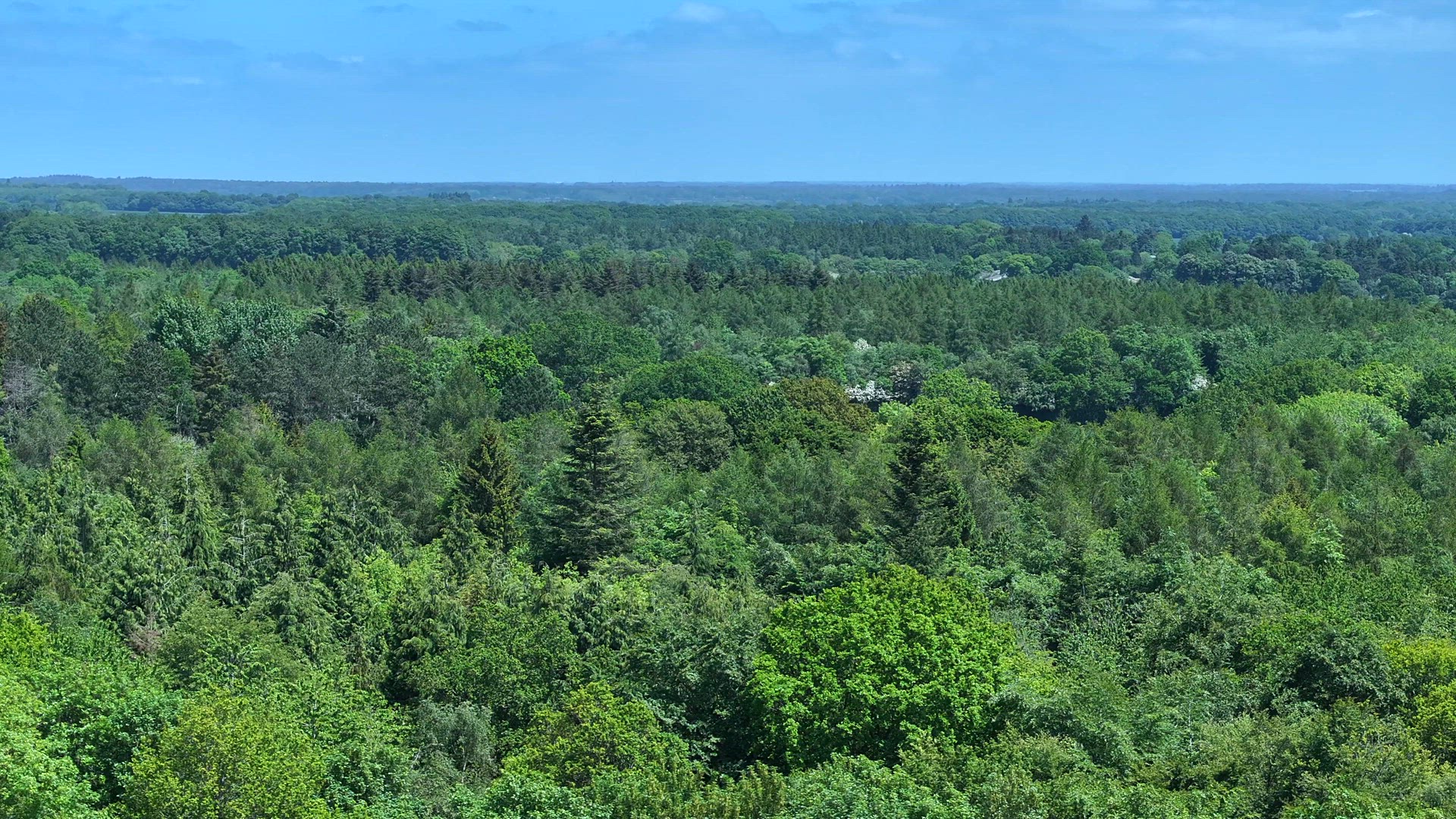 Forest and Woodland in the UK From an Aerial View