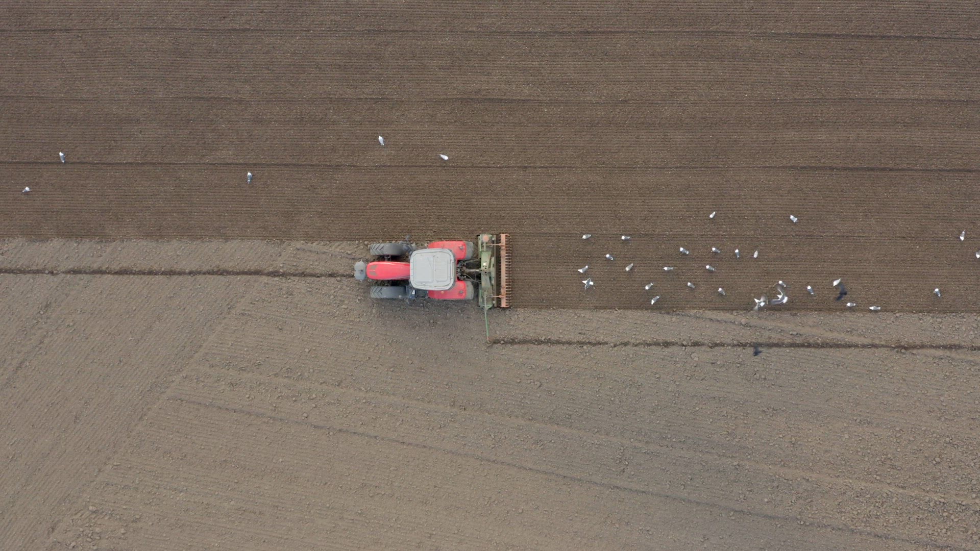 A Tractor Plowing a Field is Swarmed by Birds Before Seed Drilling