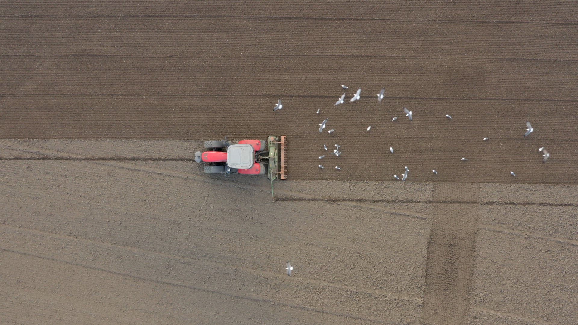 A Tractor Plowing a Field is Swarmed by Birds Before Seed Drilling