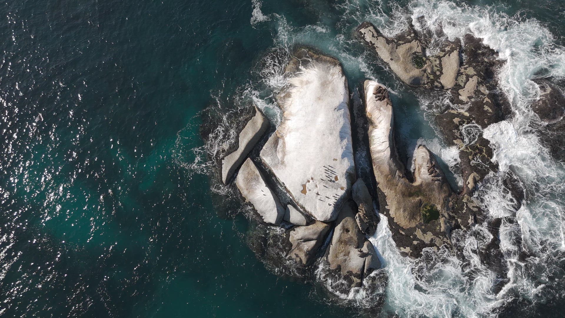 Cape Fur Seal Haulout, Top Down - South Africa