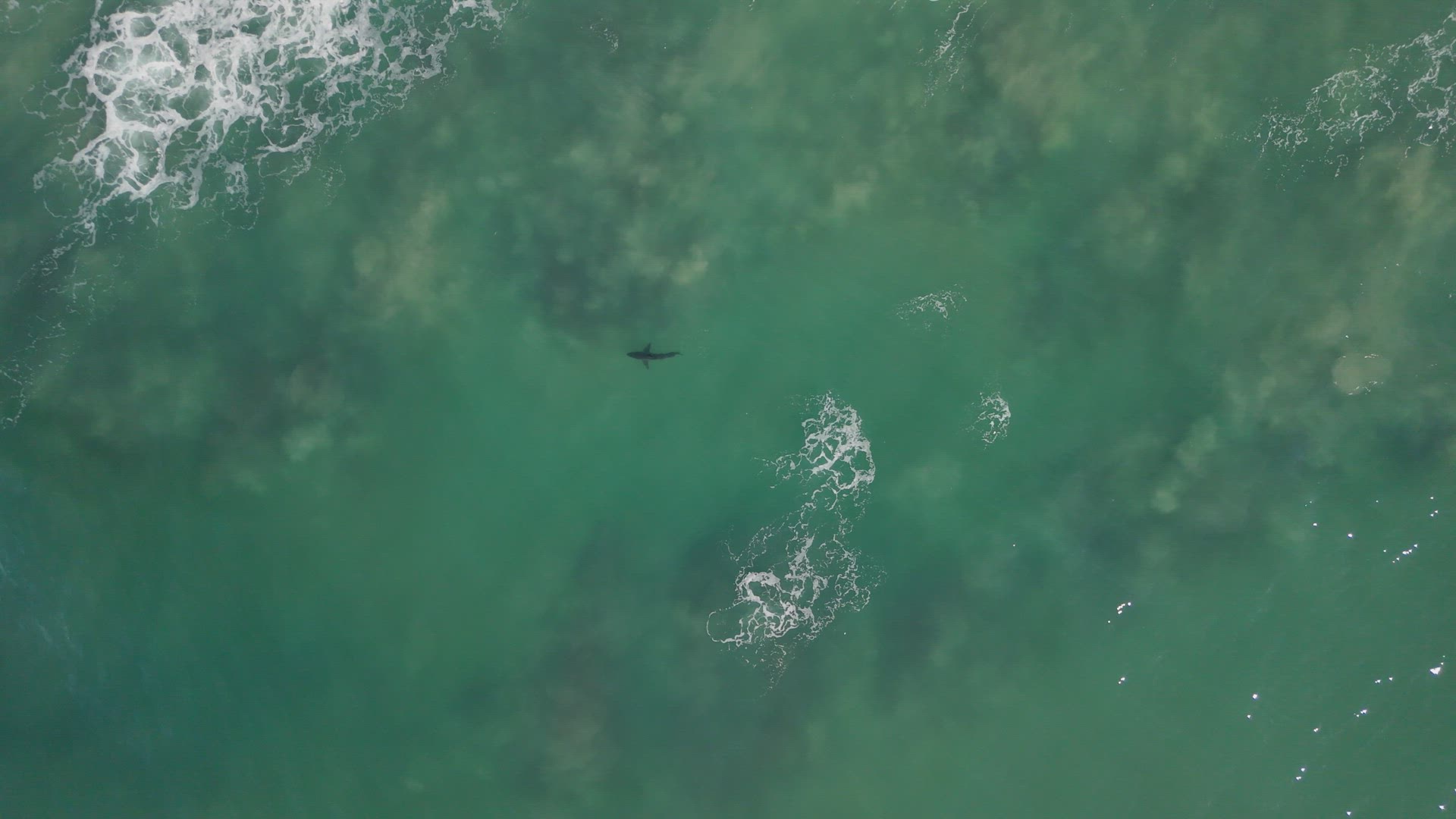 Great White Shark 60fps 2