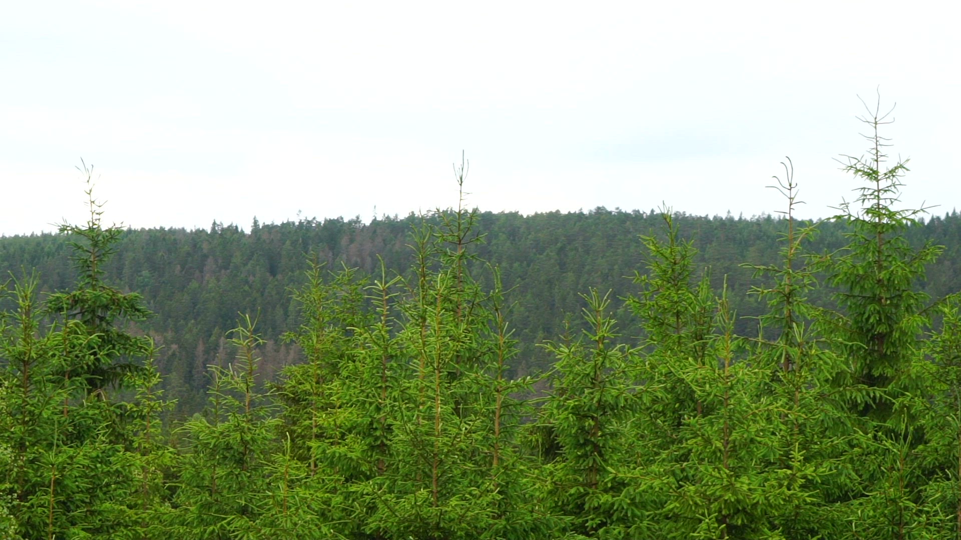 fir trees - slomo - 2.mp4