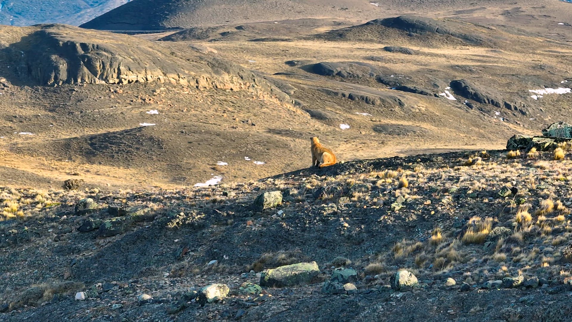 Aerial Telephoto Tracking of Wary Puma Cub in Patagonia, Chile