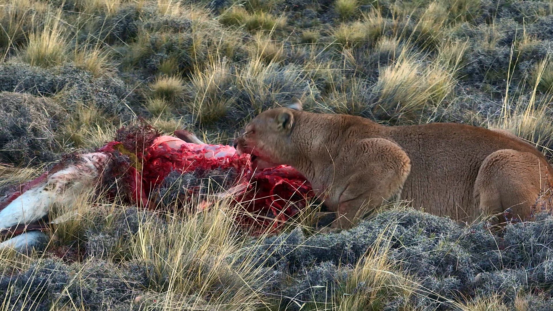 Aerial Telephoto Tracking of Puma Feeding on Guanaco in Patagonia, Chile