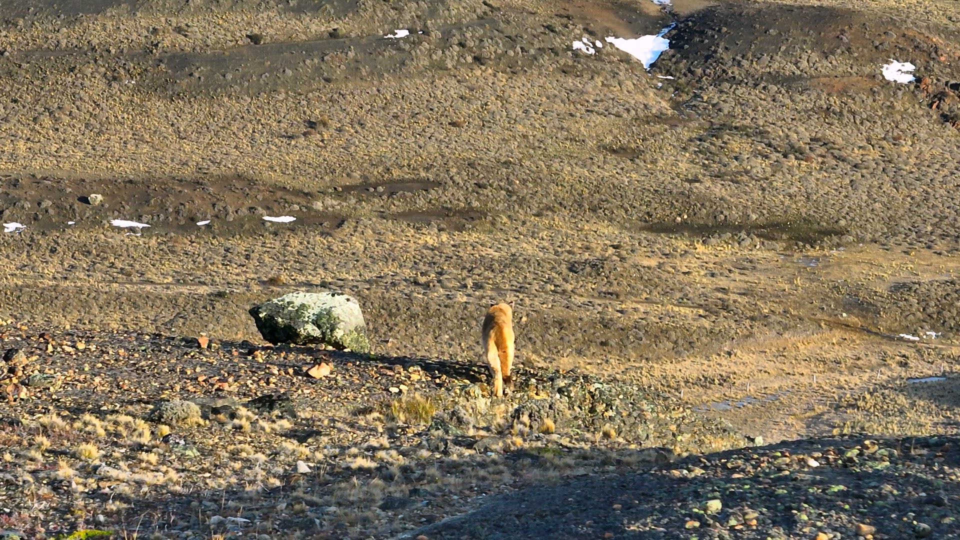 Aerial Telephoto Ascent of Tense Puma Cub on Hillside in Patagonia, Chile